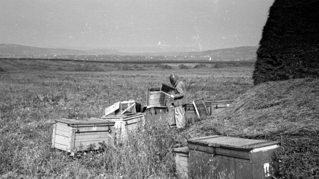 A Virágbéke misszió